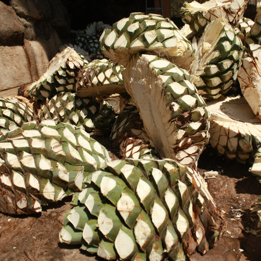 ¡Embárcate en una aventura tequilera en Casa Cava de Oro en Arenal, Jalisco! Descubre los Tesoros del Tequila Reposado y Amatiteña Tahona