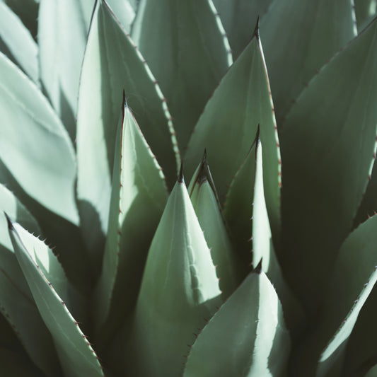 Descubriendo las Diferencias: Agave Azul Tequilana Weber vs. Otras Variedades